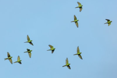 一群黄鸟在飞翔